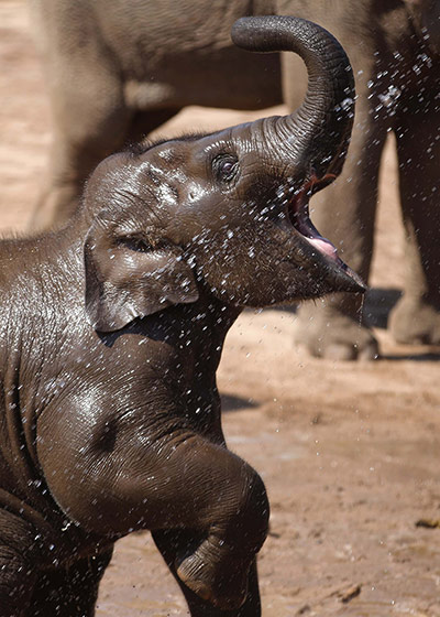 Picture desk live: Keepers at Chester Zoo hose down hot elephants