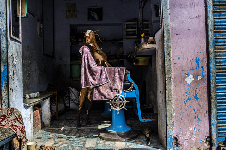 24 hours: Ajmer, India: A goat stands on its hind legs inside a barber shop f