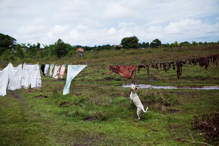 24 hours: Ahuas, Honduras: A dog bites meat drying on a washing line outside a house