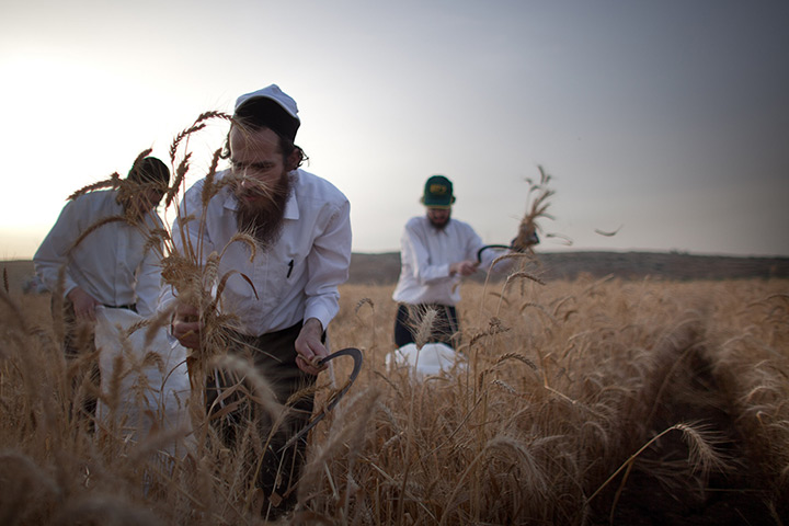 24 hours: Mevo Horon, West Bank: Ultra-Orthodox Jews harvest wheat with hand sickles