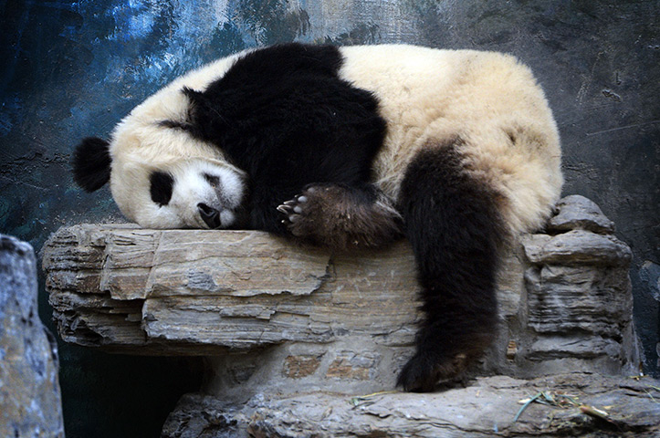 24 hours: Beijing, China: A Panda bear sleeps in the enclosure at the zoo