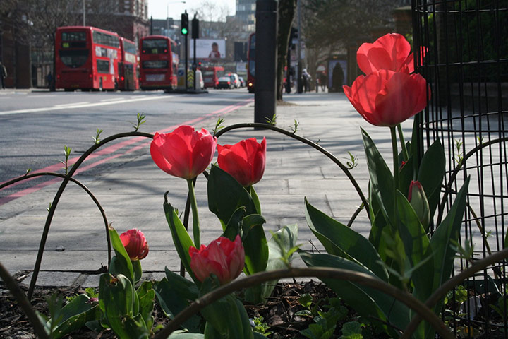 Chelsea Fringe: A 'pimped pavement' created by guerrilla gardener Richard Reynolds