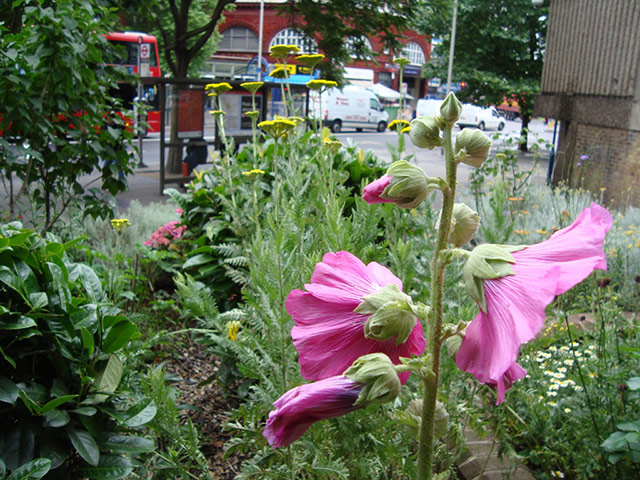 Chelsea Fringe: The guerrilla garden at Perronet House in London