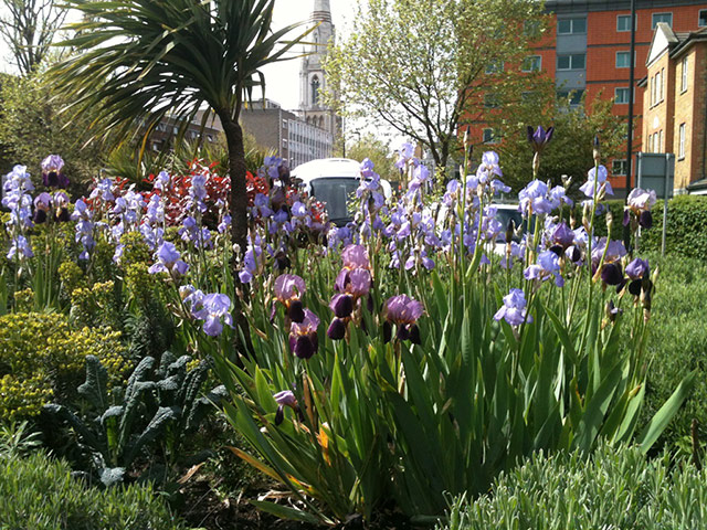 Chelsea Fringe: The guerrilla gardening Lavender Fields