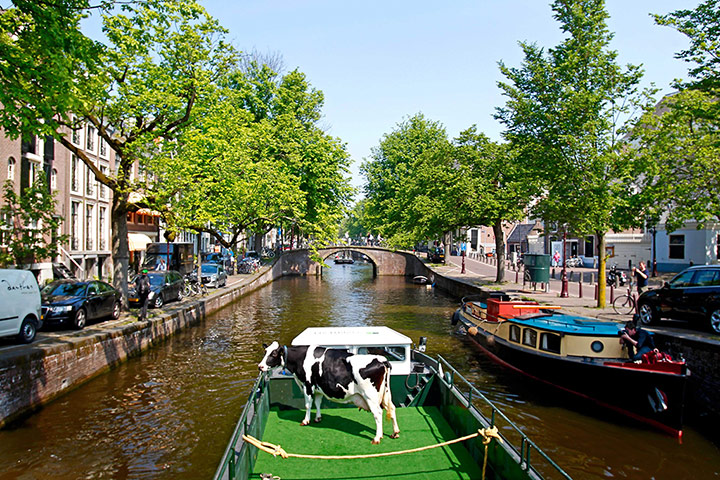Picture desk live: Dairy farmers offer free milk along the canals of Amsterdam