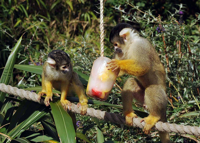 UK heatwave: Squirrel Monkeys at Chessington World of Adventures Resort, Surrey