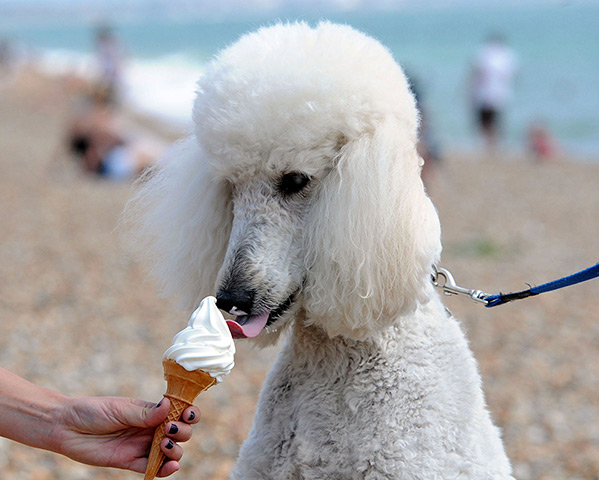 UK heatwave: Standard poodle eats an ice cream on Southsea beach in Hampshire