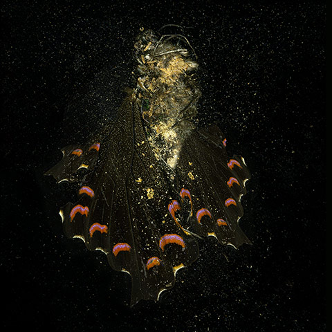 Vauxhall Art Car Boot: Mat Collishaw - Insecticide 