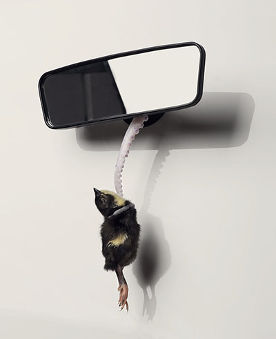 Vauxhall Art Car Boot: Polly Morgan - Taxidermy 