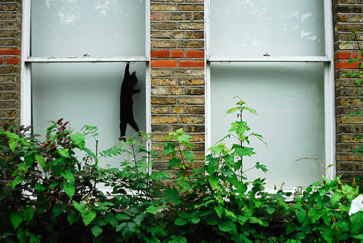 Snapshot: Black cat hanging from window.