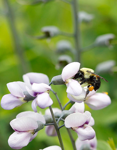 Week in wildlife: A bumble bee collects nectar during a spring day in New York