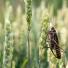 Week in wildlife: A locust sits on a wheat 