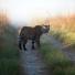 Week in wildlife: a tiger at the reserve in Corbett National Park