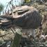 Week in wildlife: Osprey hatches chick number 48