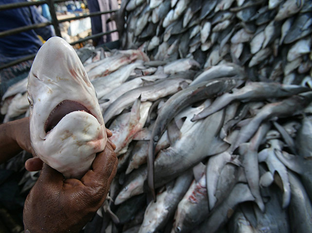 Week in wildlife: Shark fin protest