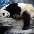 Week in wildlife: A Panda Bear sleeping at the Beijing Zoo