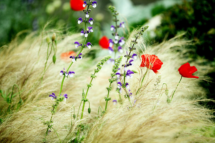 Week in wildlife: Chelsea Flower Show