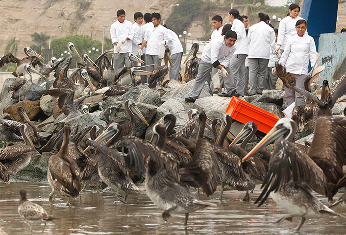 Week in wildlife: Local chefs and restaurant owners feed fish to pelicans