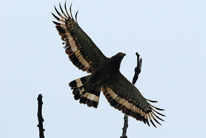 Week in wildlife:  A Serpent Eagel tak