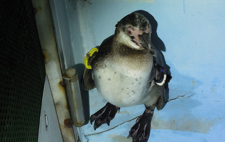 Week in wildlife: This handout picture taken and released