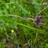 Week in wildlife: Brown Argus, Aricia agestis butterfly, roosting on grass.