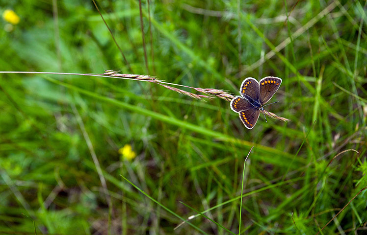 Week in wildlife: Brown Argus, Aricia agestis butterfly, roosting on grass.