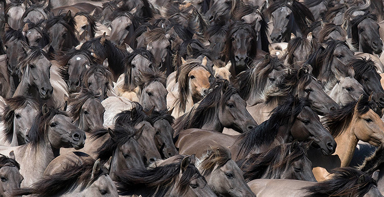 24 hours: Duelmen, Germany: Europe's last wild horses are driven into an arena