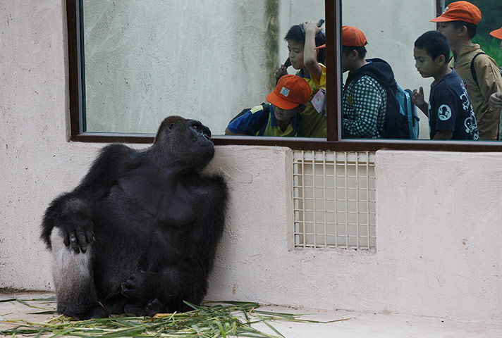 Picture Desk Live: A gorilla has a peak at the schoolboys visiting him