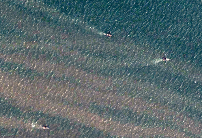 Ocean of Life : shrimp trawlers at work off the coast of Ecuador