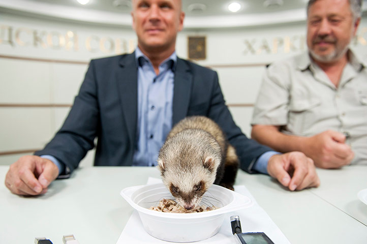 Picture Desk Live: Ferret Fred has a meal 