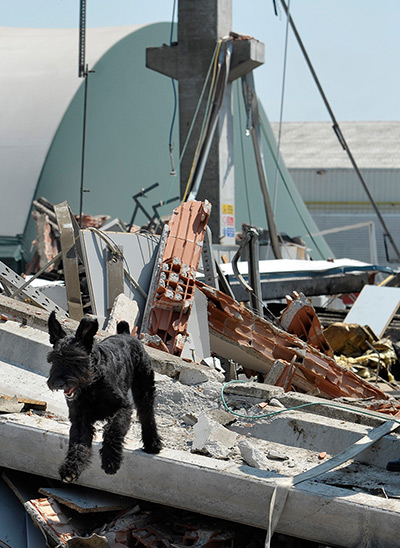 Italy earthquake: A dog walks amid the debris of a collapsed factory in Mirandola