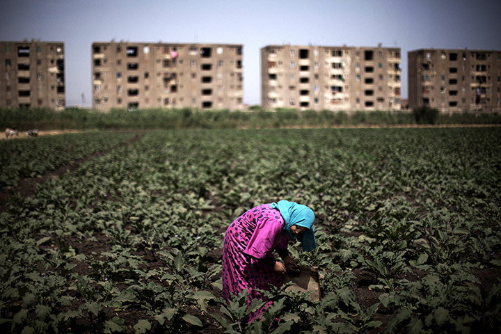 24 hours: Banha, Egypt: An Egyptian farmer works in a field in the Egyptian Delta