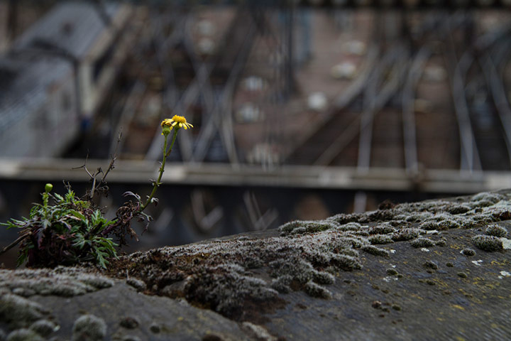 Guardian Camera Club: Sabine Thoele participates in the conceptual photography assignment