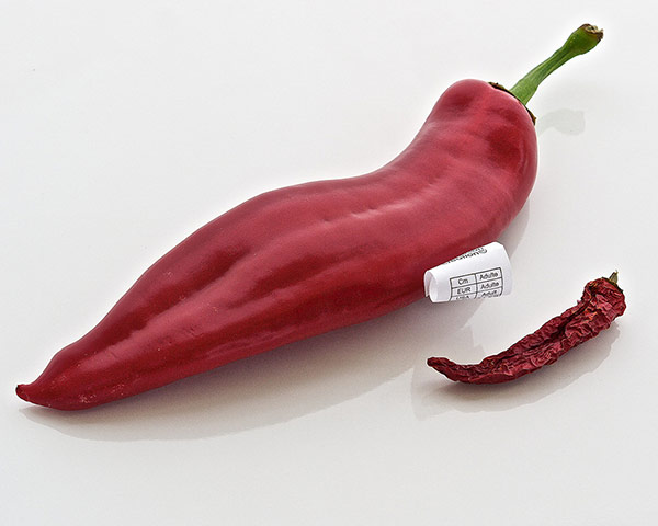 Guardian Camera Club: Puppkin participates in the conceptual photography assignment