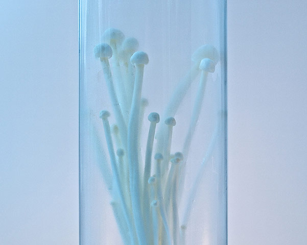 Guardian Camera Club: Puppkin participates in the conceptual photography assignment