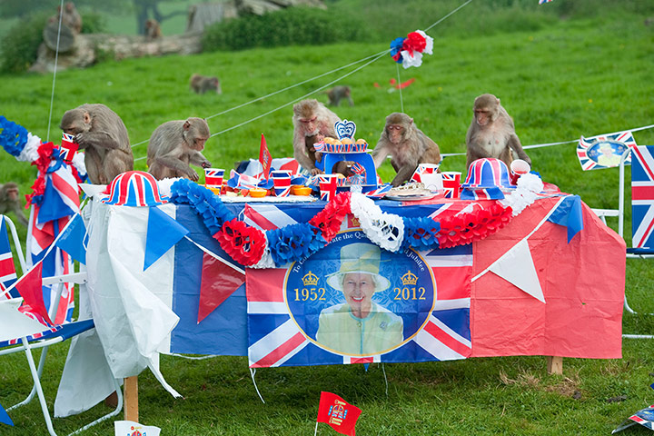 Monkey jubilee tea party: Monkey jubilee tea party