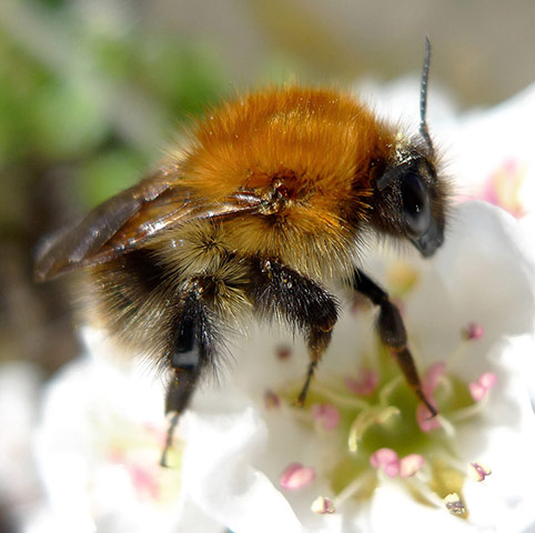 Green shoots : April 2012 Flickr group on bee and bumble bee