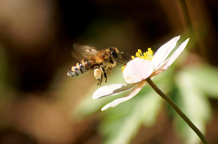 Green shoots : April 2012 Flickr group on bee and bumble bee