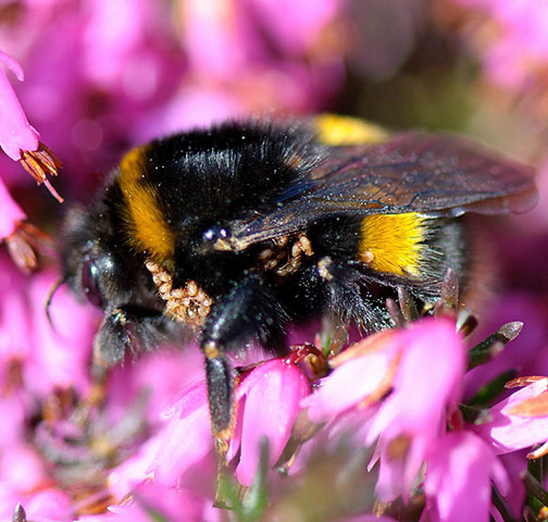 Green shoots : April 2012 Flickr group on bee and bumble bee