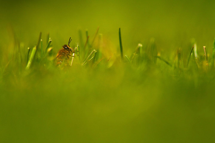 Green shoots : April 2012 Flickr group on bee and bumble bee