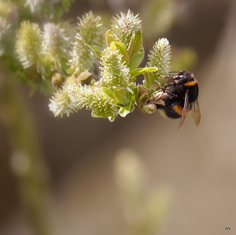 Green shoots : April 2012 Flickr group on bee and bumble bee