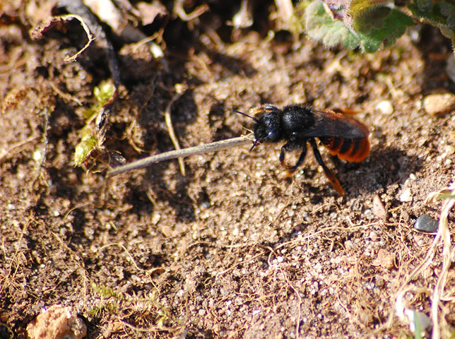 Green shoots : April 2012 Flickr group on bee and bumble bee