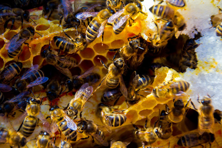 Green shoots : April 2012 Flickr group on bee and bumble bee