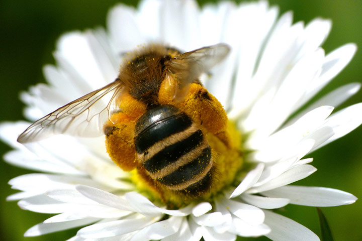 Green shoots : April 2012 Flickr group on bee and bumble bee