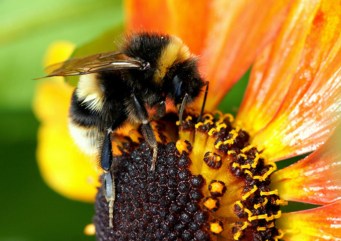Green shoots : April 2012 Flickr group on bee and bumble bee