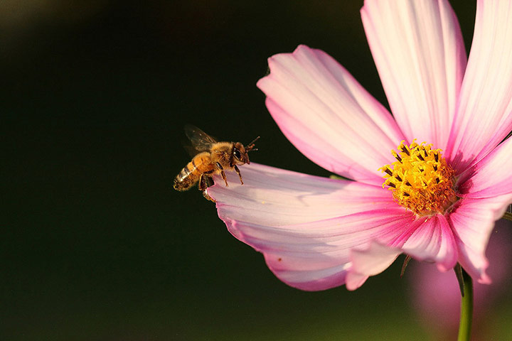 Green shoots : April 2012 Flickr group on bee and bumble bee