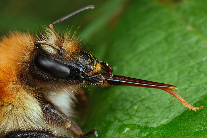 Green shoots : April 2012 Flickr group on bee and bumble bee