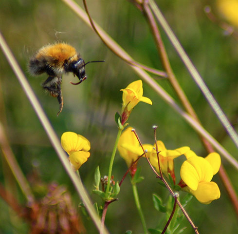 Green shoots : April 2012 Flickr group on bee and bumble bee