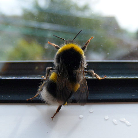 Green shoots : April 2012 Flickr group on bee and bumble bee
