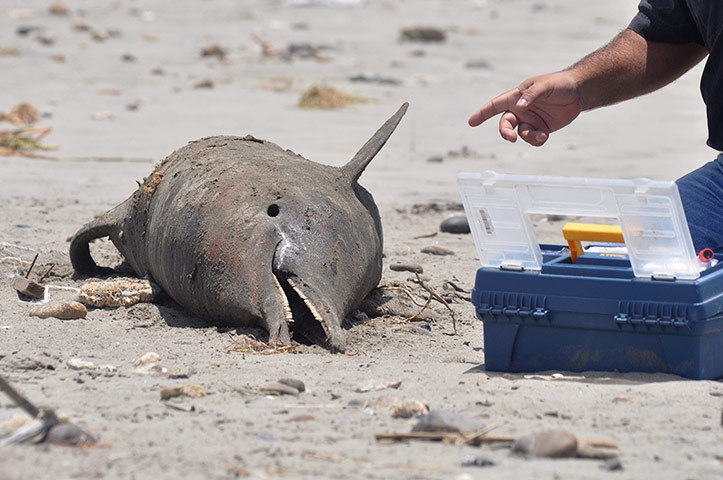 Morbillivirus in Peru: Over 800 dolphins found dead off Peruvian coast